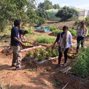 Participants-harvesting-vegetables-on-the-farm