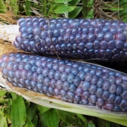 Posugeh-blue-corn