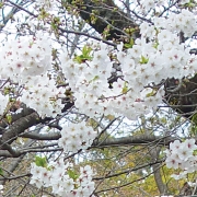 Chasing-cherry-blossoms3
