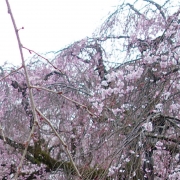 Chasing-cherry-blossoms5