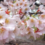 Chasing-cherry-blossoms6