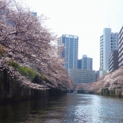Chasing-cherry-blossoms8